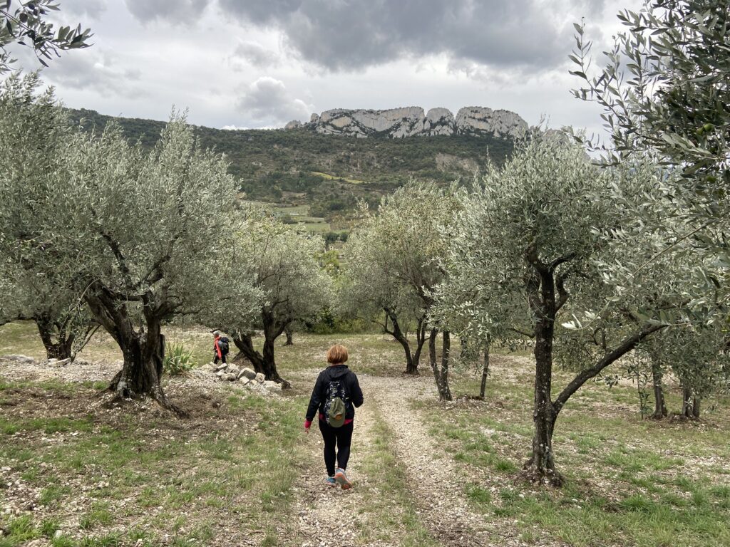 Séjour sport Drôme rand'orientation retour par les oliviers