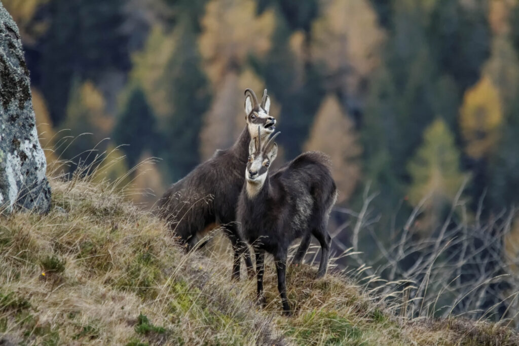 Chamois